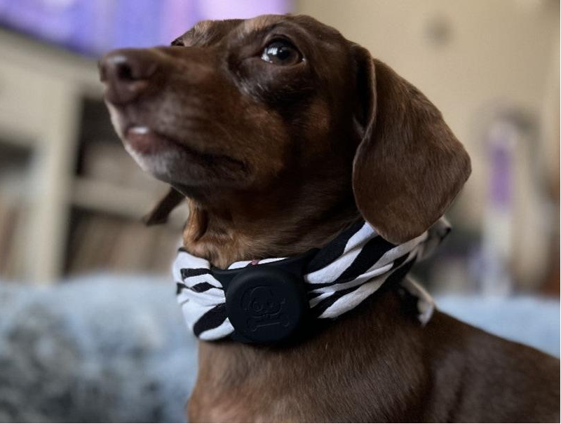 TextTag - Dog Collar Alert Button