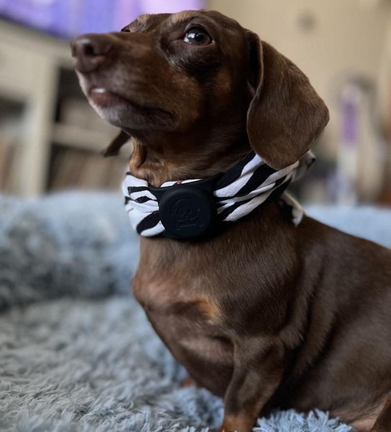 texttag™ - Dog Collar Alert Button