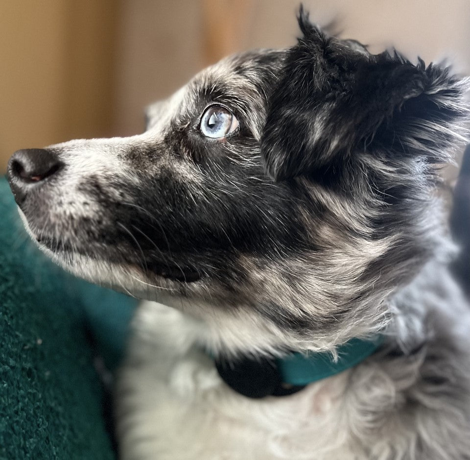 texttag™ - Dog Collar Alert Button